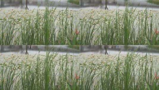 湖边水草风吹芦苇大河江河江边湖泊湖畔岸边高清在线视频素材下载