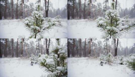 森林雪景高清在线视频素材下载