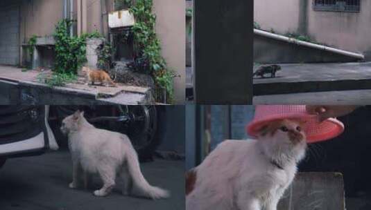 城市街头流浪猫，可爱猫咪4k视频素材高清在线视频素材下载