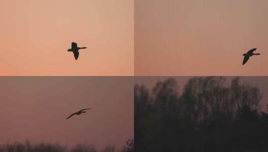 一只大雁在落日余晖中滑翔慢镜头高清在线视频素材下载