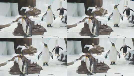 可爱企鹅在馆内走动高清在线视频素材下载