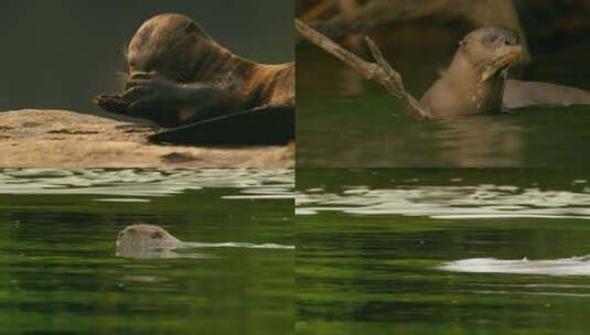 水獭巨獭野生动物高清在线视频素材下载
