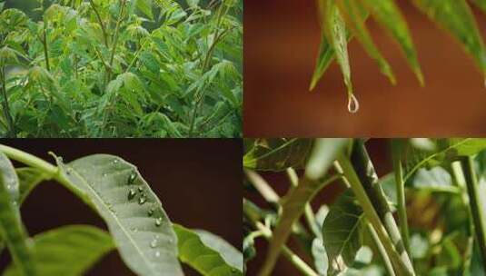 香椿芽菜高清在线视频素材下载