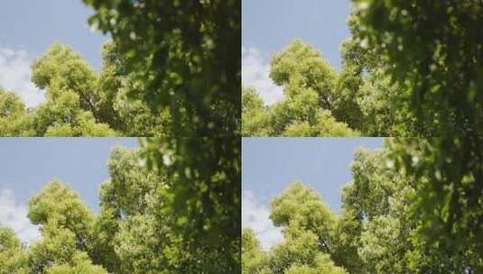 阳光下摇晃的树木4K高清在线视频素材下载