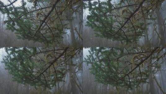 下雨天迷雾森林中的松树枝叶高清在线视频素材下载