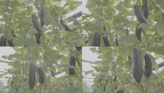 农业种植-茄子-大棚蔬菜高清在线视频素材下载
