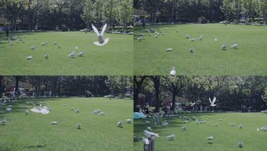 上海人民广场鸽子4K实拍鸽子公园鸽子高清在线视频素材下载
