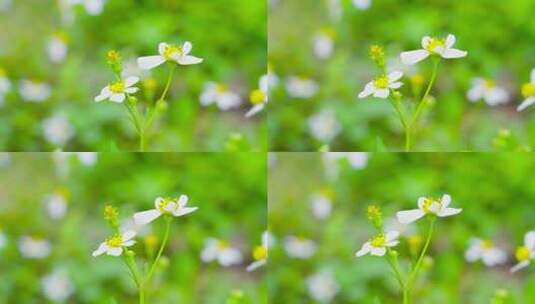 唯美画面鲜花白色花朵花高清在线视频素材下载