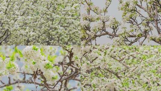 春天梨花梨树高清在线视频素材下载
