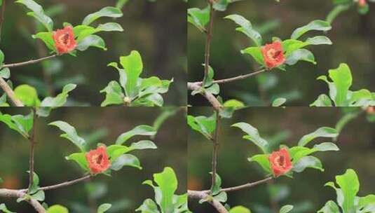 蜜蜂采蜜红石榴花石榴树红色花朵高清在线视频素材下载