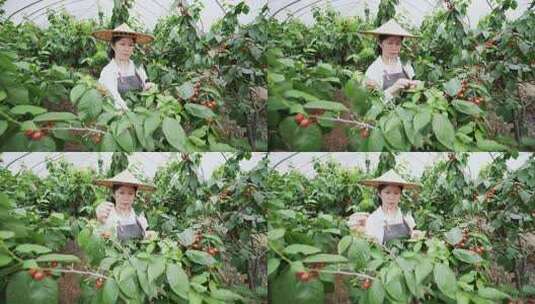 中年女性农民果园小樱桃采摘高清在线视频素材下载