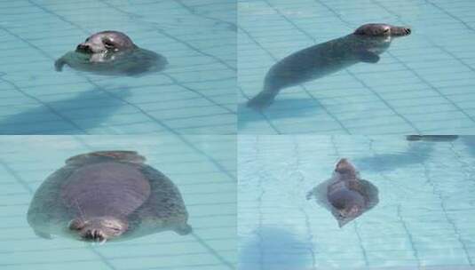 海洋馆中的海豹睡觉胖海豹游泳动物园高清在线视频素材下载