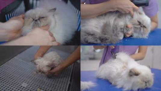 宠物医院波斯猫美容护理洗澡剪指甲理发剪毛高清在线视频素材下载