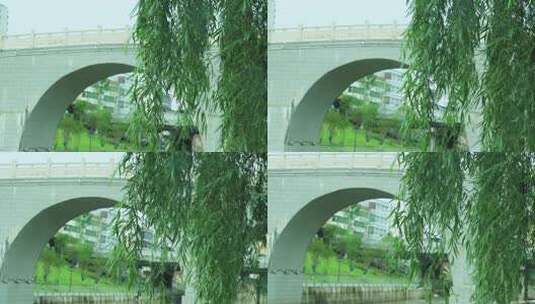 阳光下河岸边垂杨柳树叶柳叶柳枝 桥高清在线视频素材下载