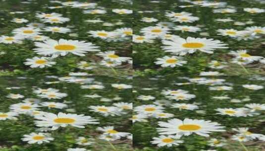 河边的小雏菊绽放高清在线视频素材下载