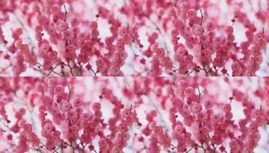 盛开的红梅花高清在线视频素材下载