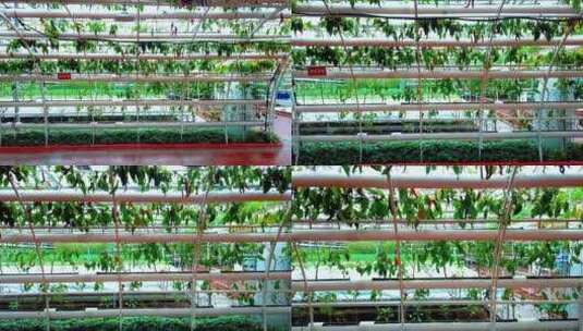 4K 寿光菜博会蔬菜大棚农业种植高清在线视频素材下载