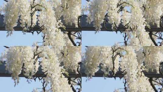 美丽的白花紫藤盛开高清在线视频素材下载