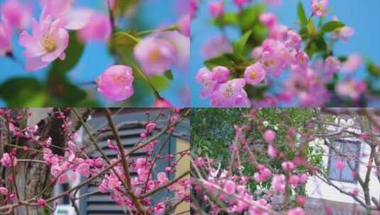 春天花朵樱花绽放高清在线视频素材下载