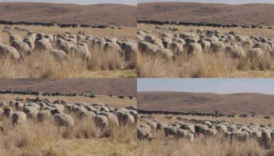 若尔盖草原羊群高清在线视频素材下载