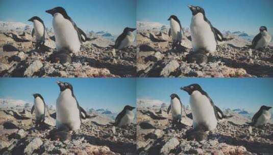 阿德利企鹅南极洲野生海岸相机视图高清在线视频素材下载