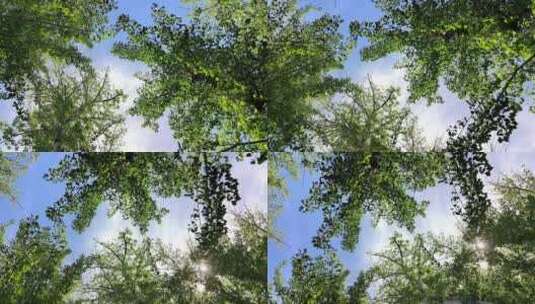 春天阳光下生长的绿色枫树枝叶随风摆动高清在线视频素材下载