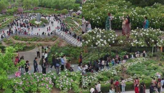 隋唐城遗址植物园牡丹高清在线视频素材下载