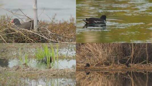 黑水鸡秧鸡沼泽湿地池塘水鸟涉禽高清在线视频素材下载