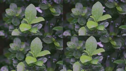 树叶嫩叶雨后水珠附着高清在线视频素材下载