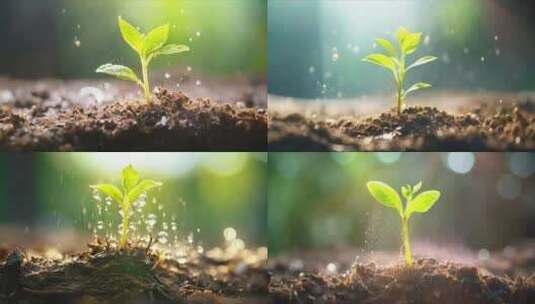 阳光树苗植物生长发芽高清在线视频素材下载