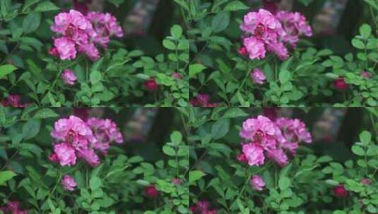小区里美丽的蔷薇花月季花高清在线视频素材下载