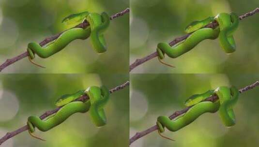 白唇毒蛇是东南亚特有的有毒毒蛇，经常被发高清在线视频素材下载