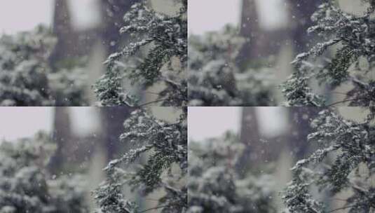 4K-特写松林落雪高清在线视频素材下载