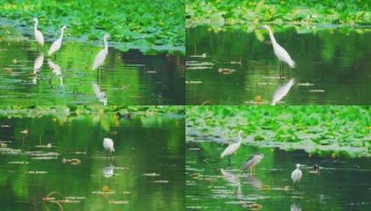 【合集】杭州西湖茅家埠湿地春天白鹭高清在线视频素材下载