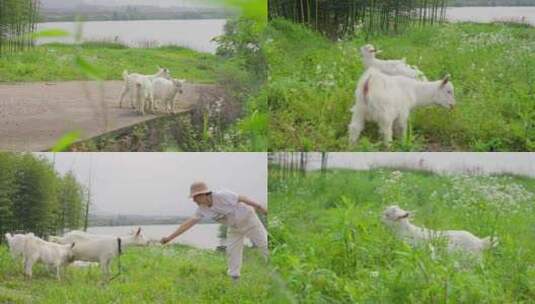 小山羊吃草山羊养殖农民笑脸小羊吃草高清在线视频素材下载