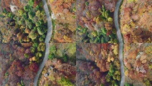 道路，森林，松树，风景高清在线视频素材下载