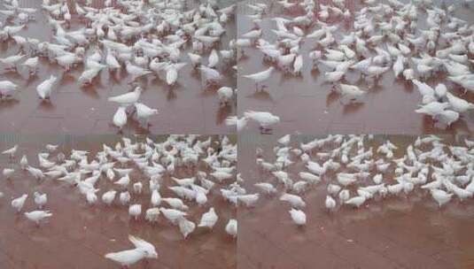 喂养的白色鸽子高清在线视频素材下载