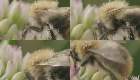 Carder Bee，昆虫，授粉，石杉高清在线视频素材下载