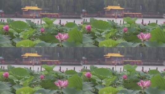 济南夏季大明湖，雨中荷花盛开娇艳醉人高清在线视频素材下载