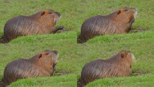 海狸鼠、食草动物、Coypu、啮齿动物高清在线视频素材下载