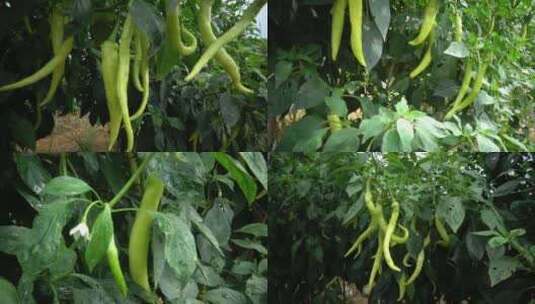 农村辣椒高清在线视频素材下载