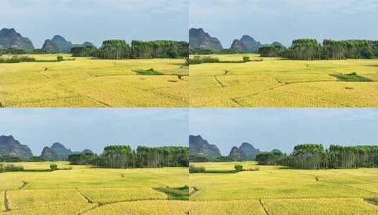 秋天阳光下桂林喀斯特山峰下的金黄色稻田高清在线视频素材下载