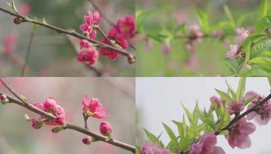 武汉植物园_桃花02高清在线视频素材下载