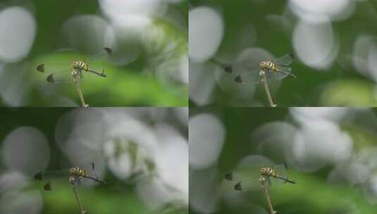 蜻蜓 落在树枝上的蜻蜓高清在线视频素材下载