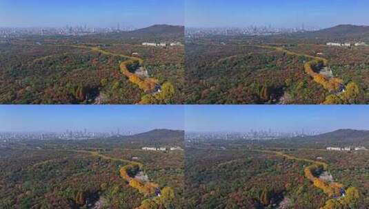 江苏南京中山陵灵山风景区音乐台秋色航拍高清在线视频素材下载