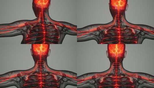 人类的大脑和神经系统高清在线视频素材下载