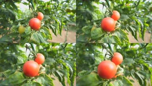 西红柿 番茄 蔬菜 三农 农业高清在线视频素材下载