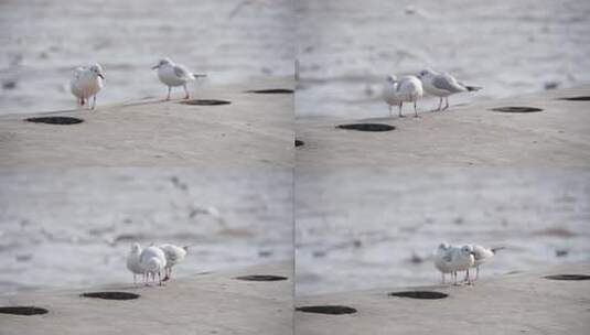 海鸥 海边 海平线 群鸟 大海高清在线视频素材下载