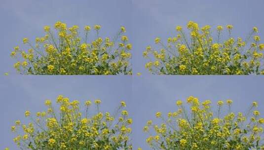 春天田野里盛开的油菜花自然风景背景农业高清在线视频素材下载