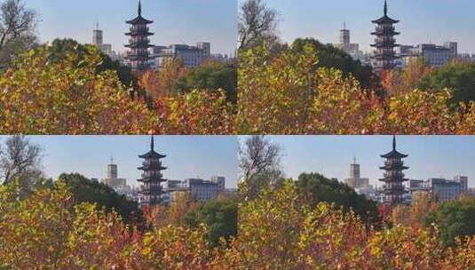 上海秋天 嘉定古塔 嘉定地标高清在线视频素材下载